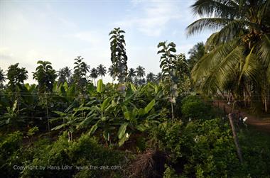 Nilgiri-Blue-Mountain-Train, Mettupalayam - Coonoor_DSC5358_H600